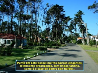 Punta del Este possui muitos bairros elegantes, totalmente arborizados, com lindos jardins, como é o caso do Bairro San Rafael... 