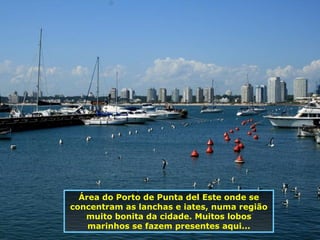 Área do Porto de Punta del Este onde se concentram as lanchas e iates, numa região muito bonita da cidade. Muitos lobos marinhos se fazem presentes aqui... 