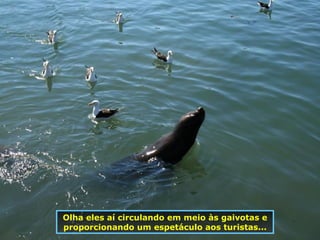 Olha eles aí circulando em meio às gaivotas e proporcionando um espetáculo aos turistas... 