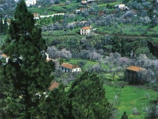 Puntagorda   la palma