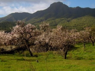 Puntagorda   la palma