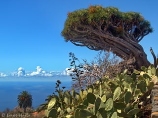 Puntagorda   la palma
