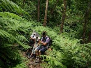 Puntallana   la palma