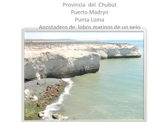 Provincia  del  Chubut Puerto Madryn Punta Loma Apostadero de  lobos marinos de un pelo 