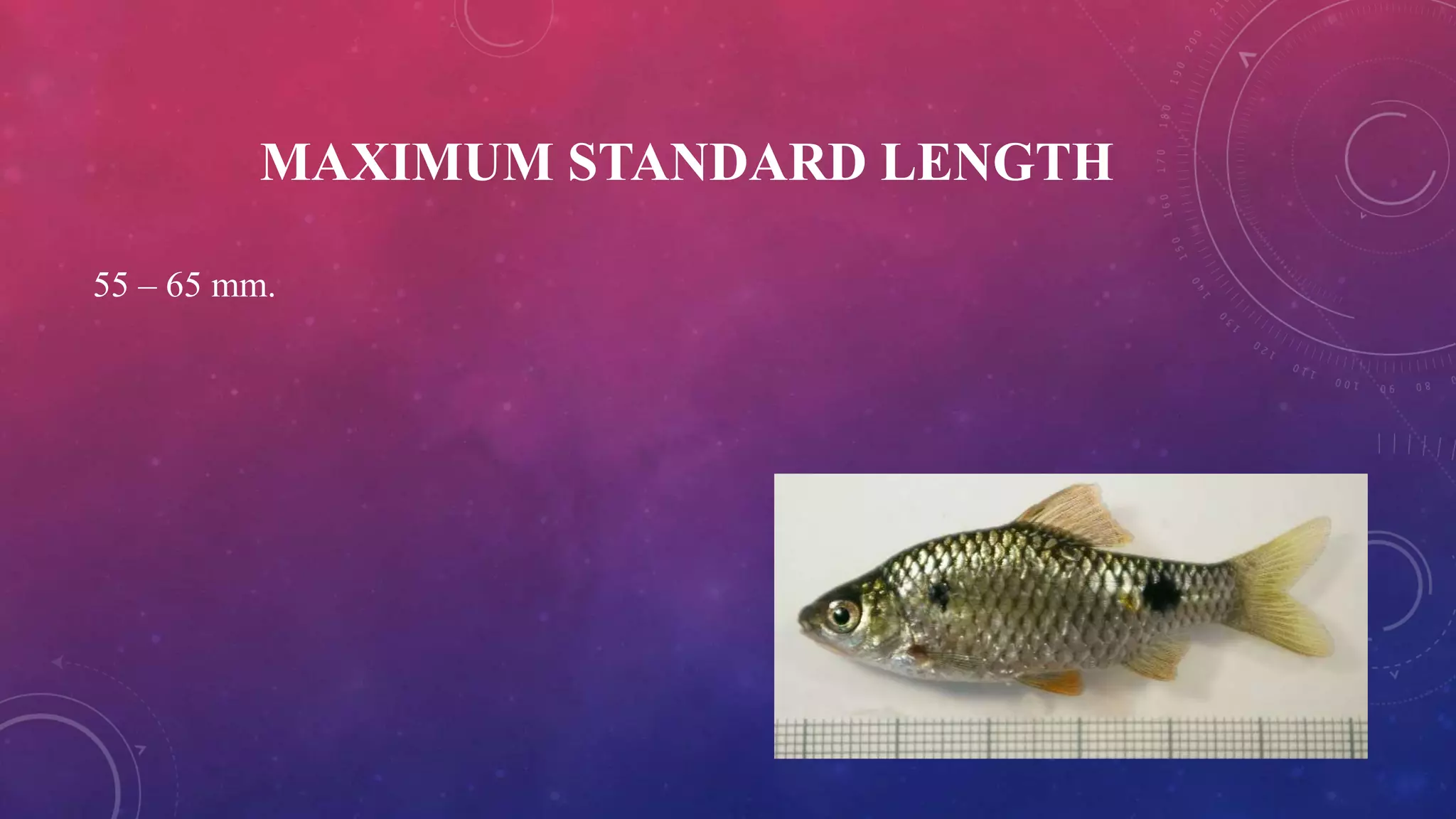 MAXIMUM STANDARD LENGTH
55 – 65 mm.
 