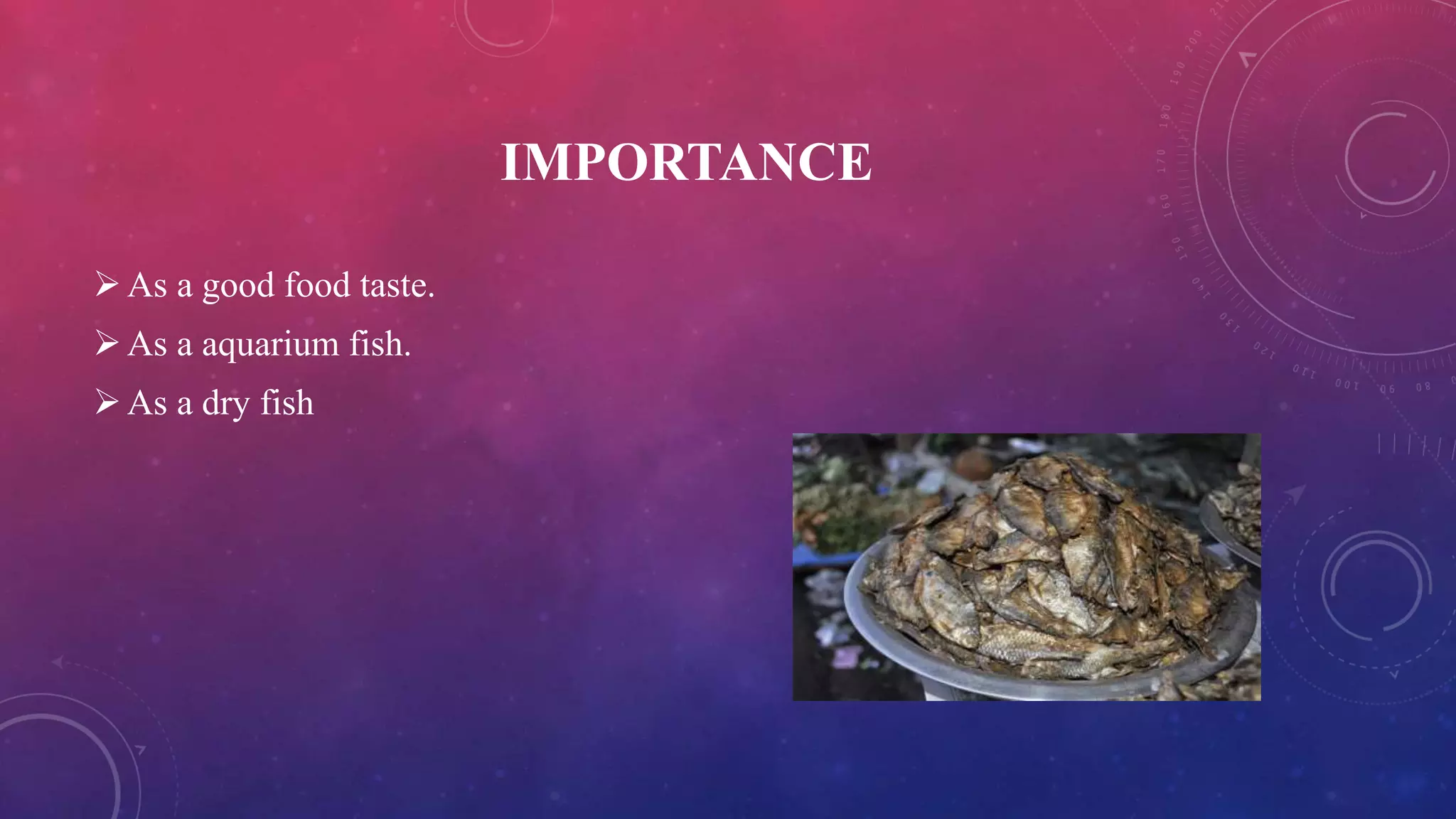IMPORTANCE
As a good food taste.
As a aquarium fish.
As a dry fish
 