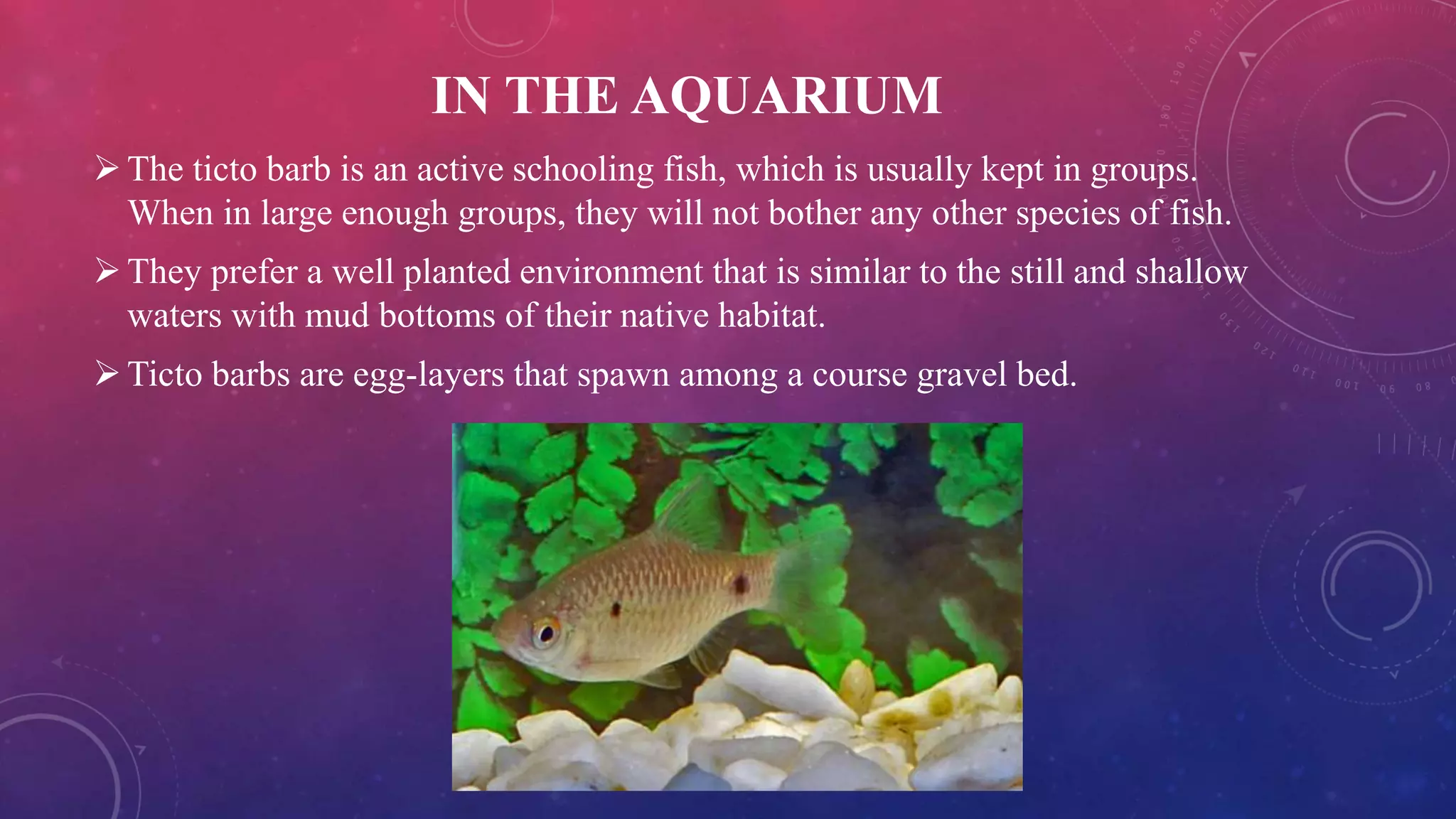 IN THE AQUARIUM
The ticto barb is an active schooling fish, which is usually kept in groups.
When in large enough groups, they will not bother any other species of fish.
They prefer a well planted environment that is similar to the still and shallow
waters with mud bottoms of their native habitat.
Ticto barbs are egg-layers that spawn among a course gravel bed.
 