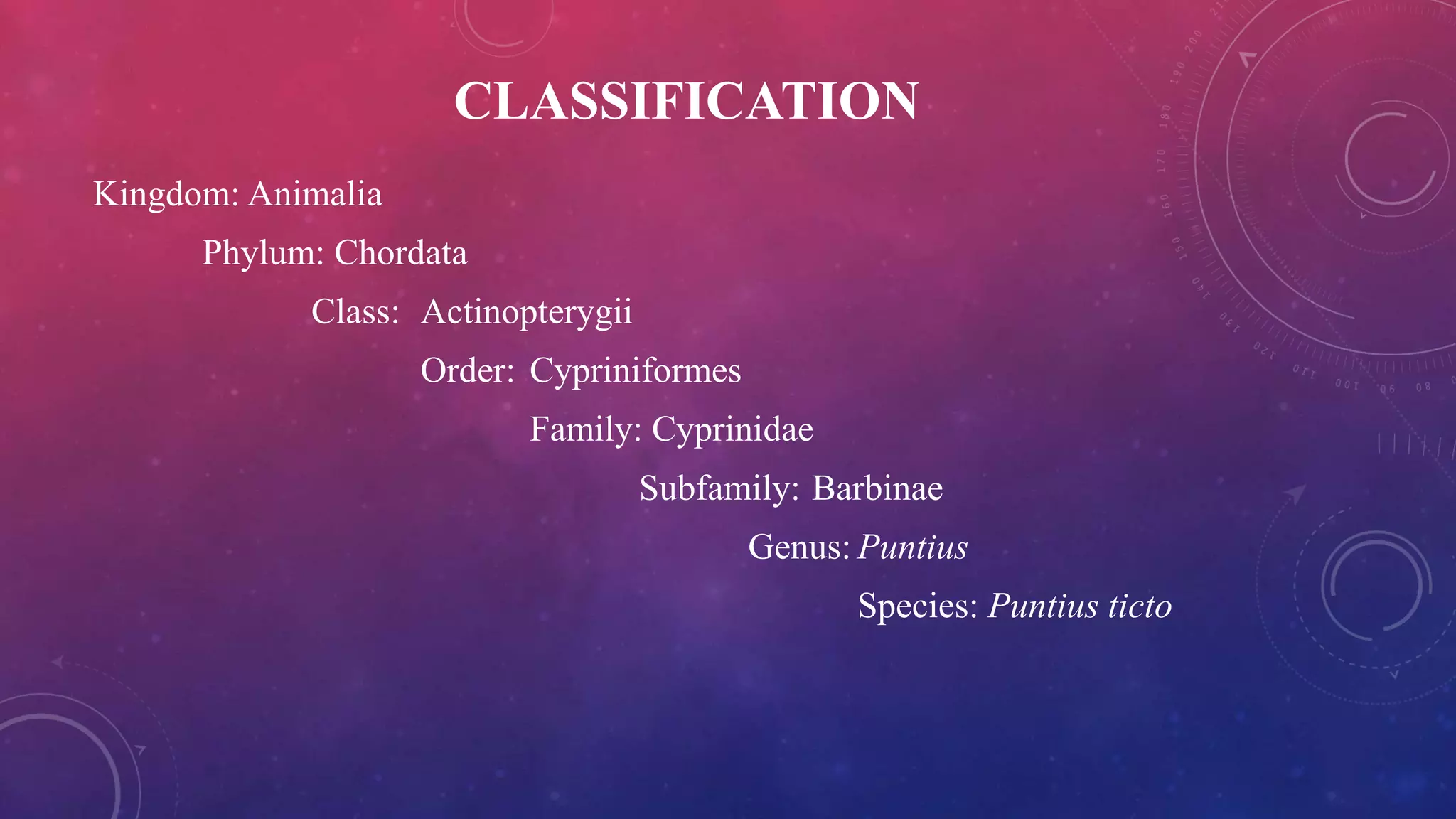 CLASSIFICATION
Kingdom: Animalia
Phylum: Chordata
Class: Actinopterygii
Order: Cypriniformes
Family: Cyprinidae
Subfamily: Barbinae
Genus: Puntius
Species: Puntius ticto
 
