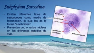 • Emiten diferentes tipos de
seudópodos como medio de
locomoción, lo cual les da la
forma "ameboidea".
• Presentan uno o varios núcleos
en los diferentes estadios de
vida.
 