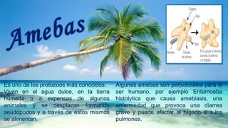 Es uno de los protozoos más conocidos.
Viven en el agua dulce, en la tierra
húmeda o a expensas de algunos
animales y se desplazan formando
seudópodos y a través de estos mismos
se alimentan.
Algunas amebas son perjudiciales para el
ser humano, por ejemplo Entamoeba
histolytica que causa amebiasis, una
enfermedad que provoca una diarrea
grave y puede afectar al hígado o a los
pulmones.
 