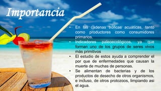 • En las cadenas tróficas acuáticas, tanto
como productores como consumidores
primarios.
• Indicadores paleoecológicos, ya que
forman uno de los grupos de seres vivos
más primitivos
• El estudio de estos ayuda a comprender el
por que de enfermedades que causan la
muerte de muchas de personas.
• Se alimentan de bacterias y de los
productos de desecho de otros organismos,
e incluso, de otros protozoos, limpiando asi
el agua.
 