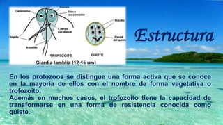 En los protozoos se distingue una forma activa que se conoce
en la mayoría de ellos con el nombre de forma vegetativa o
trofozoito.
Además en muchos casos, el trofozoito tiene la capacidad de
transformarse en una forma de resistencia conocida como
quiste.
 