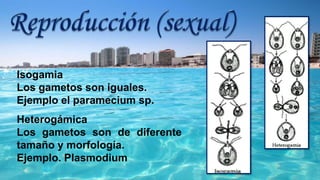 Isogamia
Los gametos son iguales.
Ejemplo el paramecium sp.
Heterogámica
Los gametos son de diferente
tamaño y morfología.
Ejemplo. Plasmodium
 