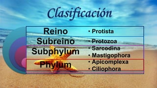 Reino
Subreino
Subphylum
Phylum
• Protista
• Protozoa
• Sarcodina
• Mastigophora
• Apicomplexa
• Ciliophora
 