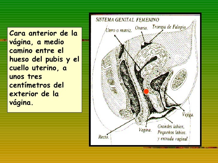 Punto g Punto g