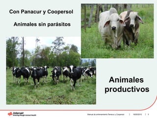 19/05/2010 Manual de entrenamiento Panacur y Coopersol  Con Panacur y Coopersol  Animales sin parásitos  Animales  productivos  