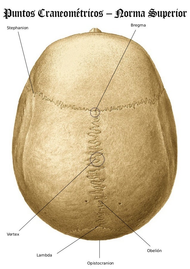Puntos craneometricos