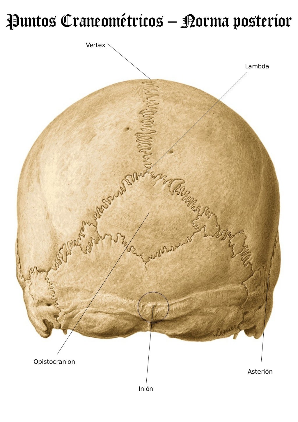 Puntos craneometricos