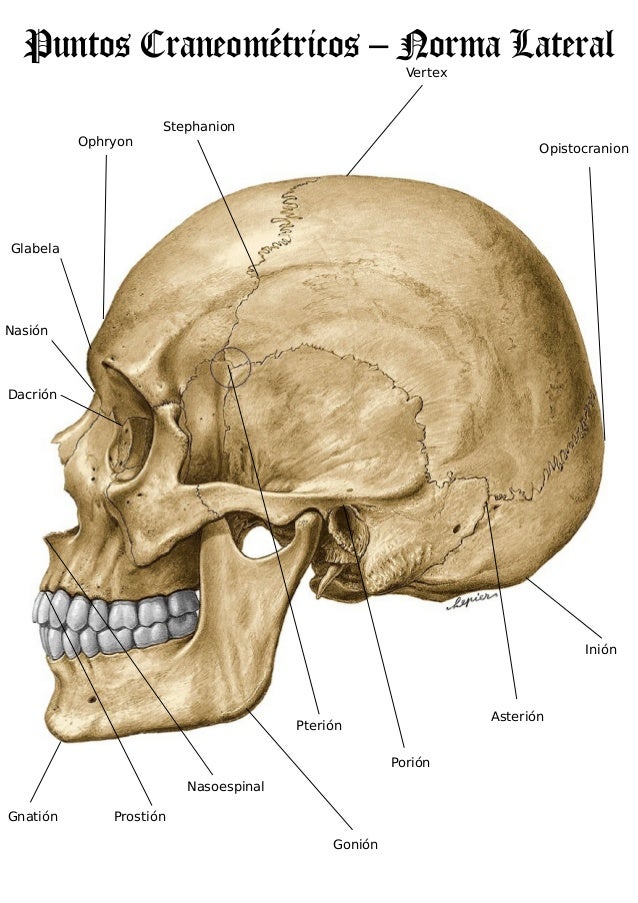 Puntos craneometricos