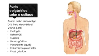 Punto
epigástrico,
solar o celiaco
 6cm arriba del ombligo
 ½ línea xifoumbilical
 Sirve para:
- Esofagitis
- Reflujo GE
- Gastritis
- Ulcera gástrica
- Pancreatitis aguda
- Estiramiento plexo solar
- Ptosis gástrica
 
