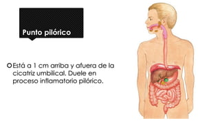 Punto pilórico
Está a 1 cm arriba y afuera de la
cicatriz umbilical. Duele en
proceso inflamatorio pilórico.
 