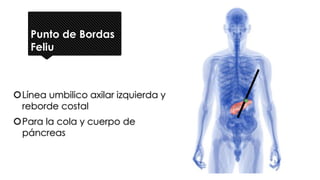 Punto de Bordas
Feliu
Línea umbilico axilar izquierda y
reborde costal
Para la cola y cuerpo de
páncreas
 