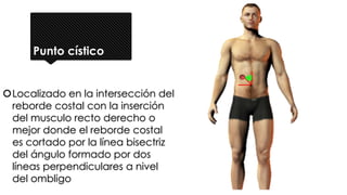 Punto cístico
Localizado en la intersección del
reborde costal con la inserción
del musculo recto derecho o
mejor donde el reborde costal
es cortado por la línea bisectriz
del ángulo formado por dos
líneas perpendiculares a nivel
del ombligo
 