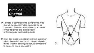 Punto de
Orlowski
 Se traza a cada lado del cuerpo una línea
que va de la extremidad acromial de la
clavícula al centro de otra línea que une la
sínfisis del pubis a la espina iliaca
anterosuperior del lado izquierdo
 Estas dos líneas se acostan sobre el abdomen
y la cabeza del páncreas corresponde a la
mitad superior del ángulo obtuso formado a
la derecha por su encuentro
 