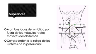 Superiores
A ambos lados del ombligo por
fuera de los músculos rectos
mayores del abdomen
Corresponden a la salida de los
uréteres de la pelvis renal
 