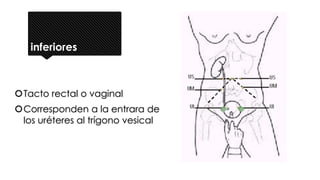 inferiores
Tacto rectal o vaginal
Corresponden a la entrara de
los uréteres al trígono vesical
 