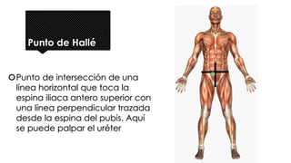 Punto de Hallé
Punto de intersección de una
línea horizontal que toca la
espina iliaca antero superior con
una línea perpendicular trazada
desde la espina del pubis. Aquí
se puede palpar el uréter
 