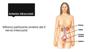 Anterior infracostal
Rama perforante anterior del X
nervio intercostal
 