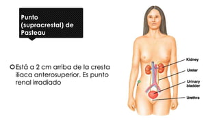Punto
(supracrestal) de
Pasteau
Está a 2 cm arriba de la cresta
iliaca anterosuperior. Es punto
renal irradiado
 