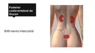 Posterior
costovertebral de
Guyon
XII nervio intercostal
 