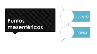 Puntos
mesentéricos
Superior
inferior
 