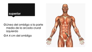 superior
Línea del ombligo a la parte
media de la arcada crural
izquierda
A 4 cm del ombligo
 
