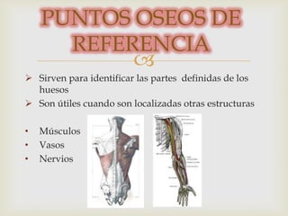 PUNTOS OSEOS DE
REFERENCIA

 Sirven para identificar las partes definidas de los
huesos
 Son útiles cuando son localizadas otras estructuras
•
•
•

Músculos
Vasos
Nervios

 