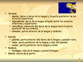 Coronal ,  dental , ápice o dorso de la lengua y la parte posterior de los incisivos superiores. interdental , ápice de la lengua situado entre los incisivos inferiores y superiores. retroflejo , elevación del ápice de la lengua hacia la parte posterior de los alvéolos. alveolar , parte anterior de la lengua y alvéolos. Dorsal ,  palatal , parte anterior del dorso de la lengua y paladar duro. velar , parte posterior de la lengua y velo del paladar. uvular , parte posterior de la lengua y úvula. Radical ,  faríngeo , raíz de la lengua y pared faríngea. Glotal , cierre de la glotis. 3 
