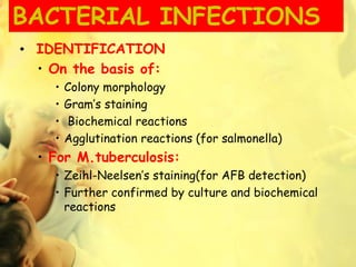 BACTERIAL INFECTIONS
• IDENTIFICATION
• On the basis of:
• Colony morphology
• Gram’s staining
• Biochemical reactions
• Agglutination reactions (for salmonella)
• For M.tuberculosis:
• Zeihl-Neelsen’s staining(for AFB detection)
• Further confirmed by culture and biochemical
reactions
 
