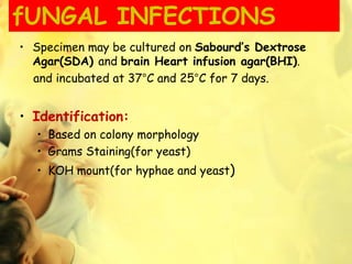 fUNGAL INFECTIONS
• Specimen may be cultured on Sabourd’s Dextrose
Agar(SDA) and brain Heart infusion agar(BHI).
and incubated at 37°C and 25°C for 7 days.
• Identification:
• Based on colony morphology
• Grams Staining(for yeast)
• KOH mount(for hyphae and yeast)
 