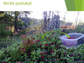 Kerää puolukat 
Kerää!  