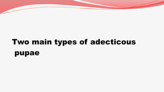 Two main types of adecticous
pupae
 
