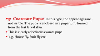 3: Coarctate Pupa: In this type, the appendages are
not visible. The pupa is enclosed in a puparium, formed
from the last larval skin.
 This is clearly adecticous exarate pupa
 e.g. House fly, fruit fly etc.
 