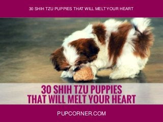 PUPCORNER.COM
30 SHIH TZU PUPPIES THAT WILL MELT YOUR HEART
 