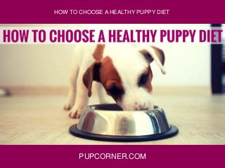 PUPCORNER.COM
HOW TO CHOOSE A HEALTHY PUPPY DIET
 
