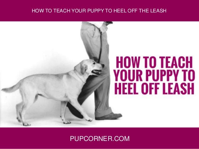 teaching your puppy to heel
