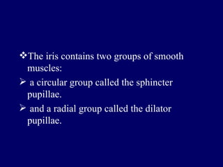 The iris contains two groups of smooth muscles: a circular group called the sphincter pupillae. and a radial group called the dilator pupillae.  
