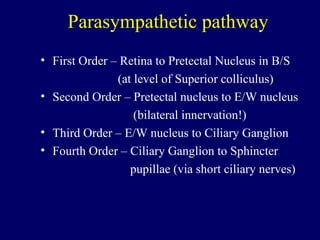 Parasympathetic pathway First Order – Retina to Pretectal Nucleus in B/S (at level of Superior colliculus) Second Order – Pretectal nucleus to E/W nucleus (bilateral innervation!) Third Order – E/W nucleus to Ciliary Ganglion Fourth Order – Ciliary Ganglion to Sphincter  pupillae (via short ciliary nerves) 
