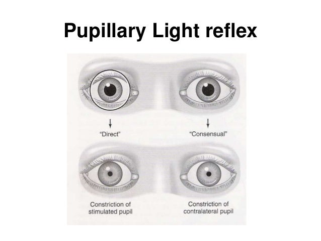 Pupil pupil