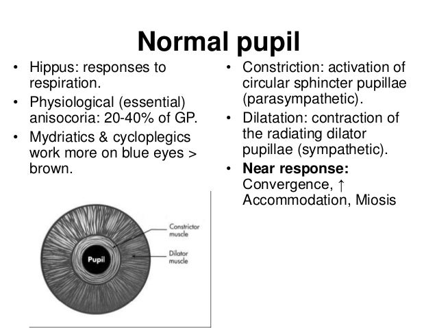 hippus pupil hippus pupil